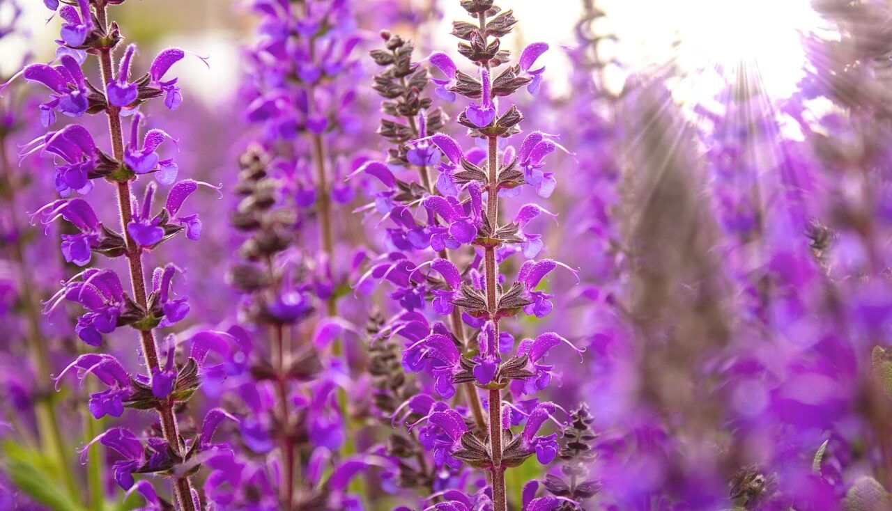 Best purple plants