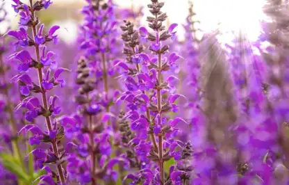 Best purple plants