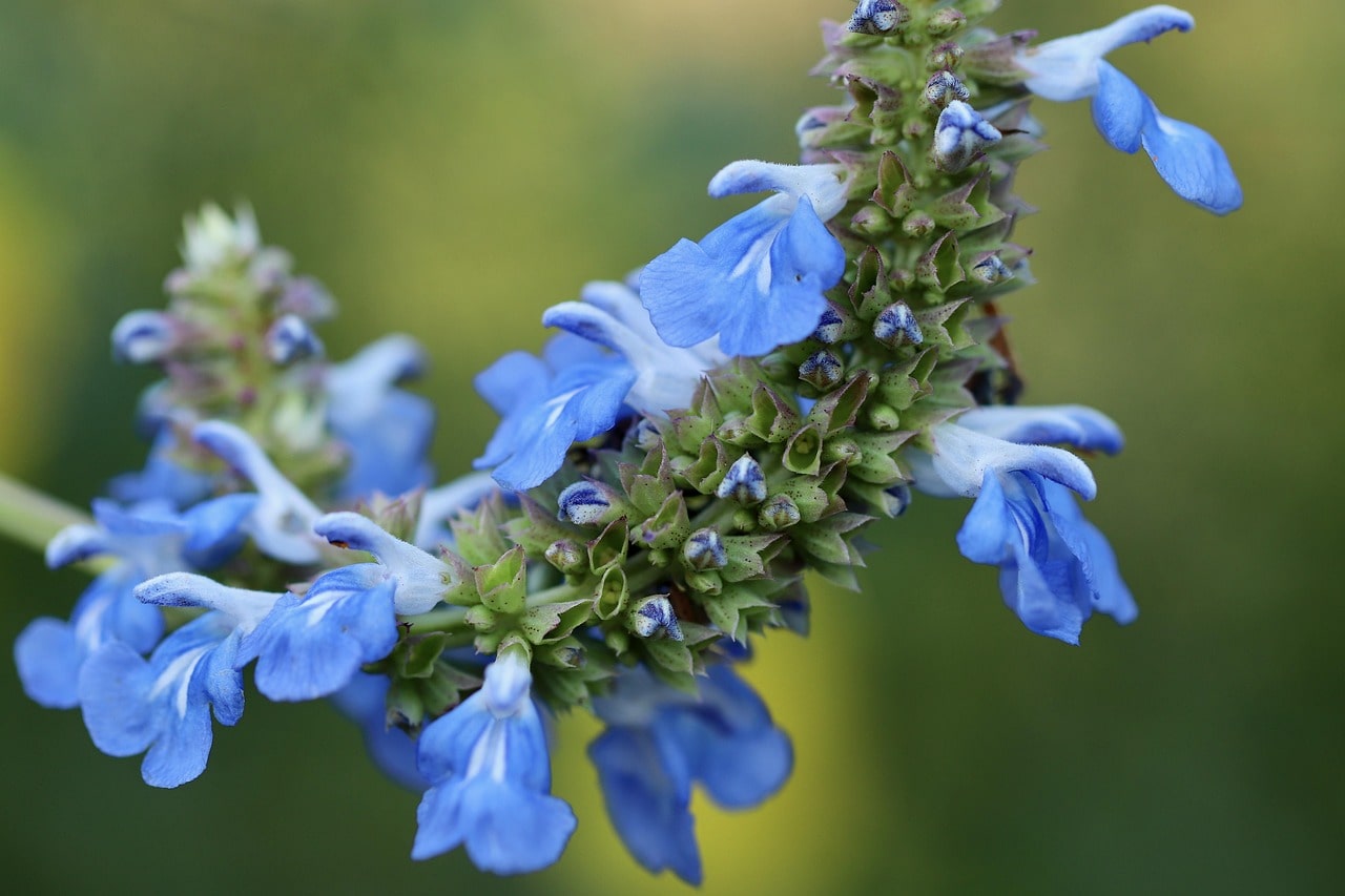 Salvia patens Cambridge Blue