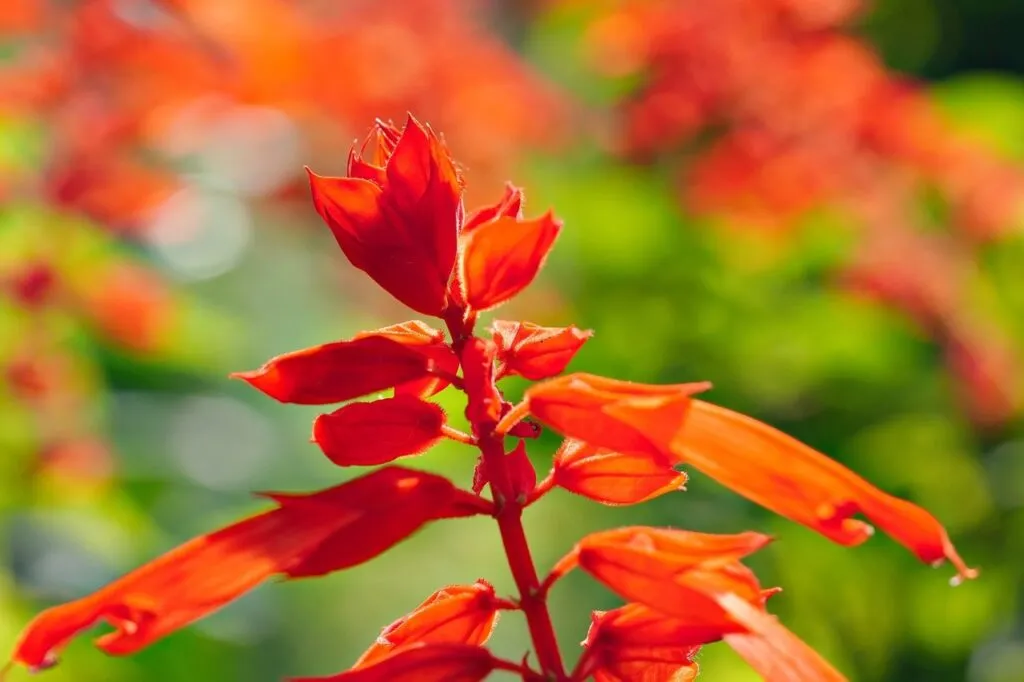 Red salvia