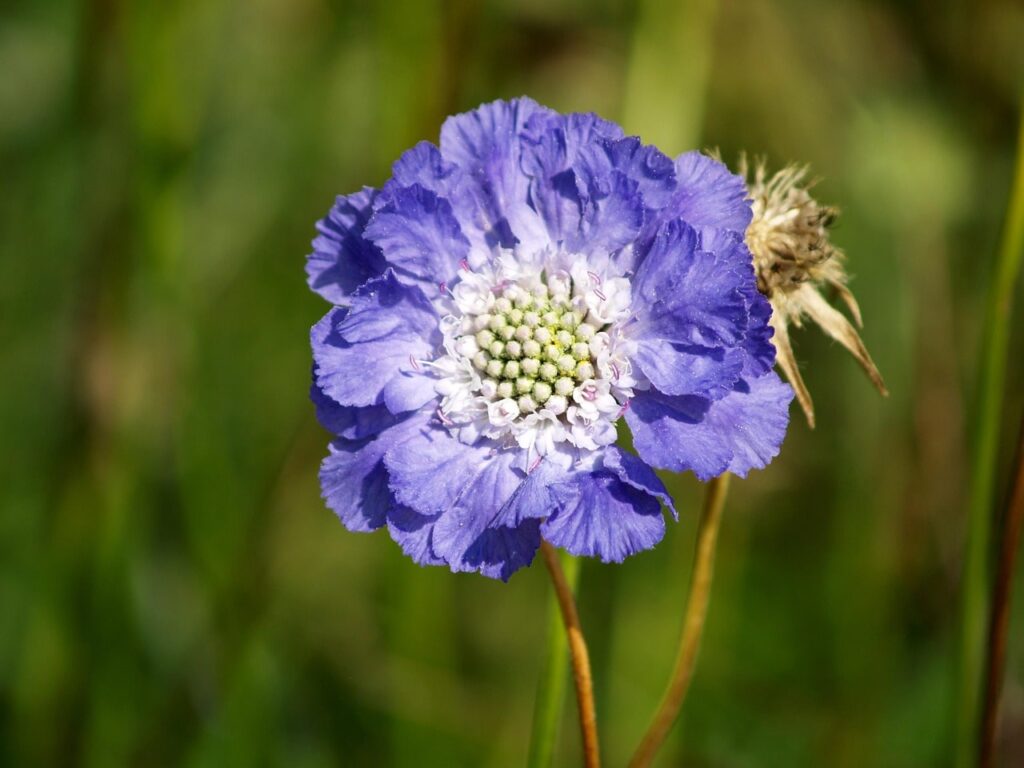 Blue scabious