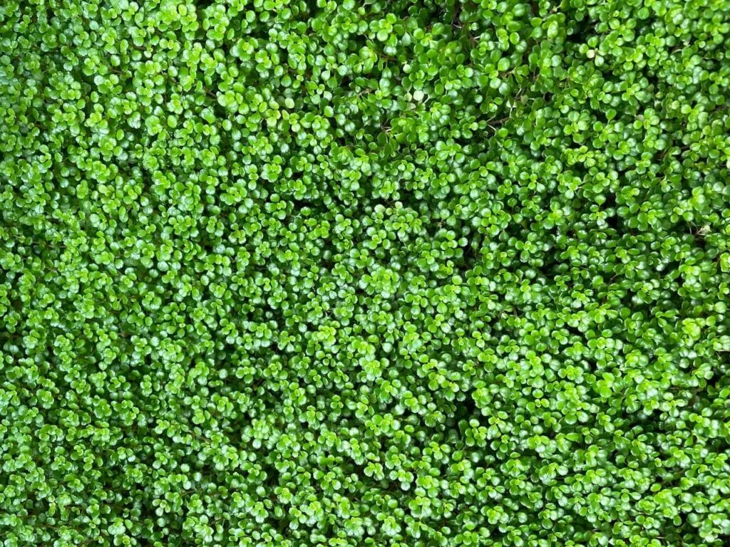 How to get rid of lawn weeds