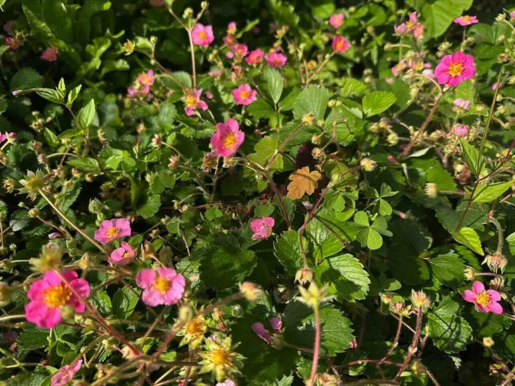 Strawberry flowers