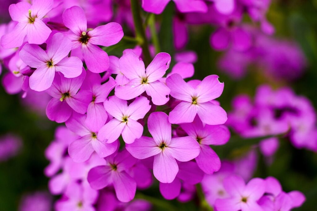Sweet rocket night scented plants