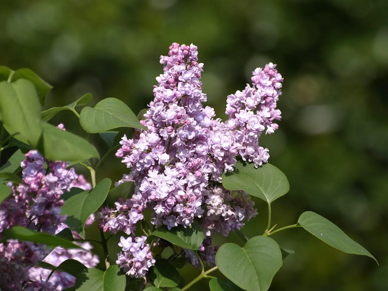 Syringa vulgaris Charles Joly purple lilac in flower