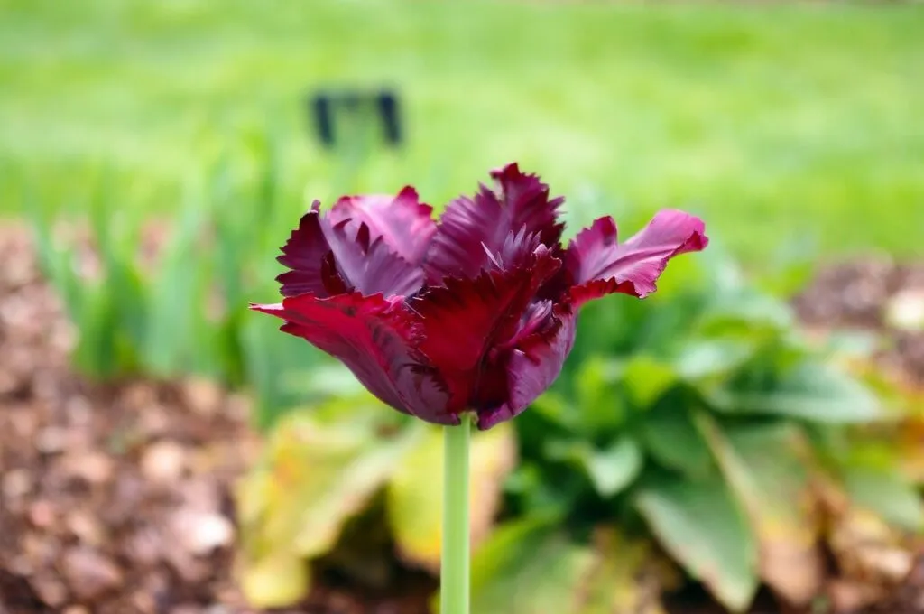 Blue parrot tulips