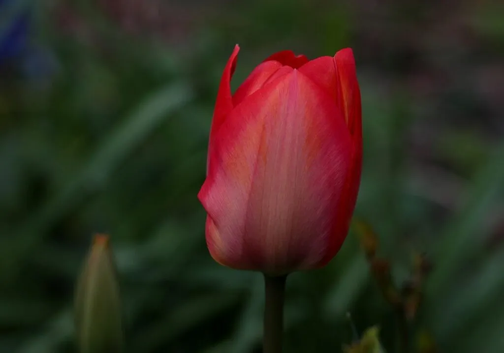 Red tulips