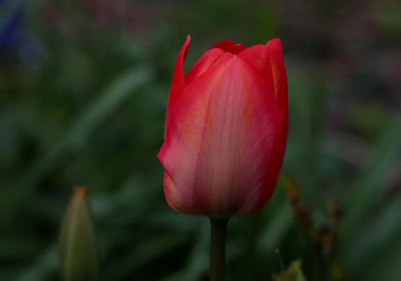 Red tulips