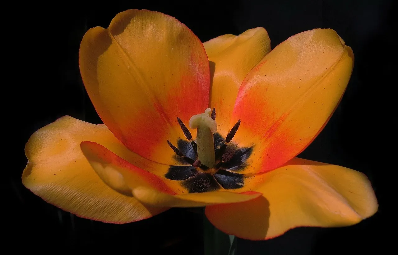 Apeldoorn tulip bulbs