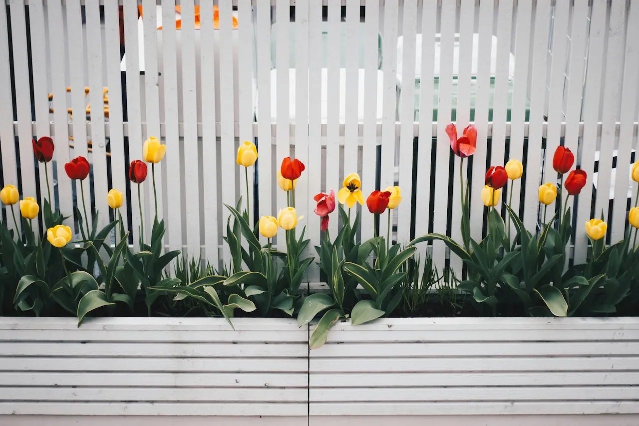 Tulips in containers