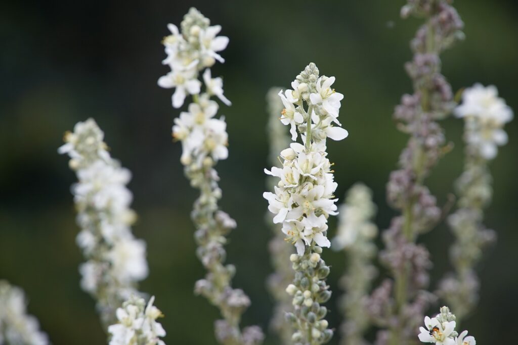 Verbascum cottage garden plants