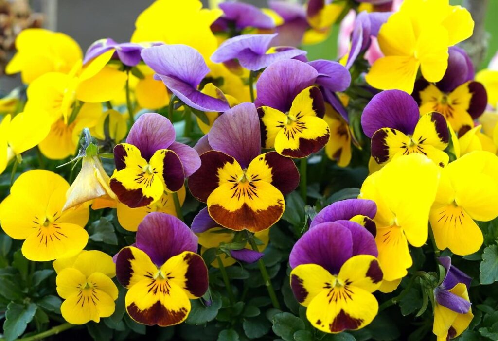 Winter pansy