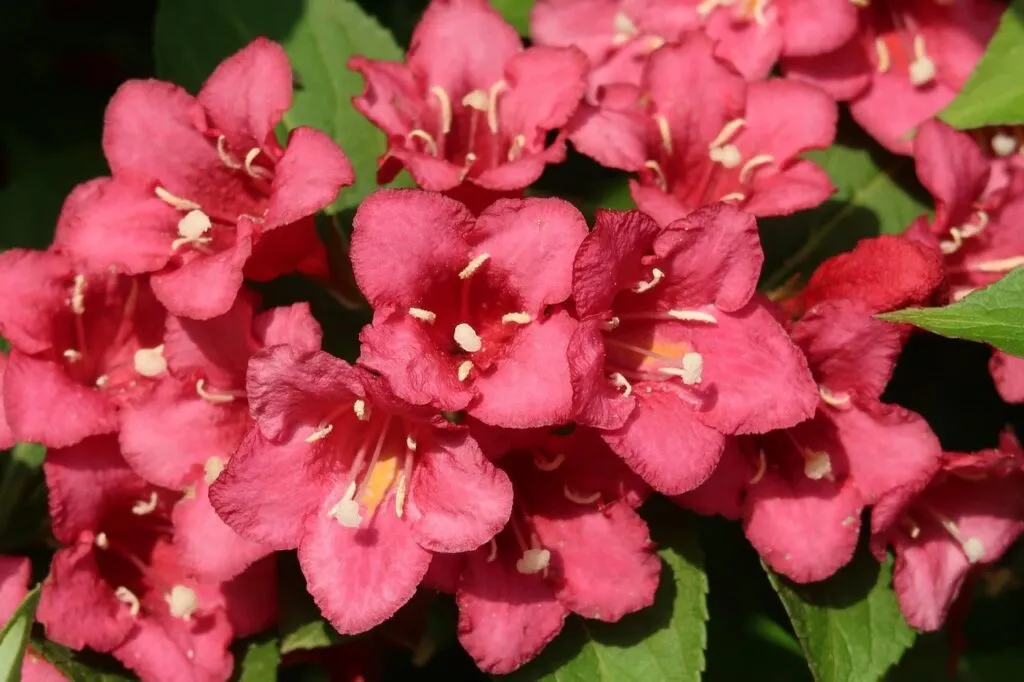Red prince weigela