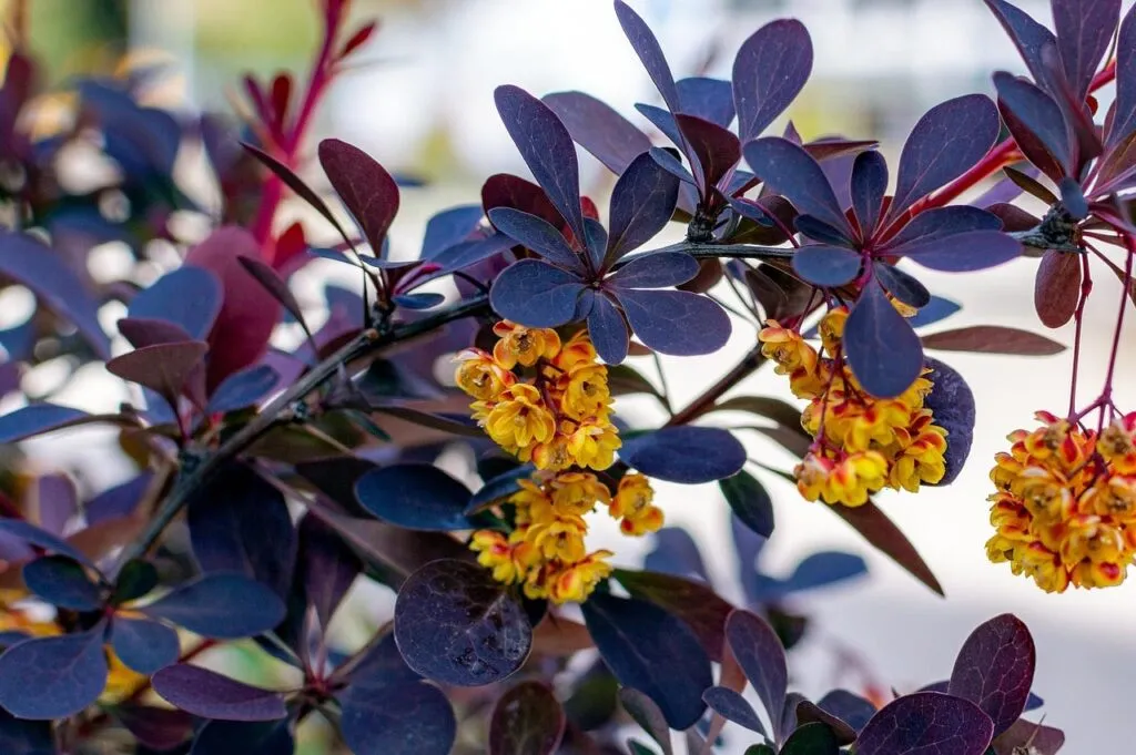 Why prune berberis