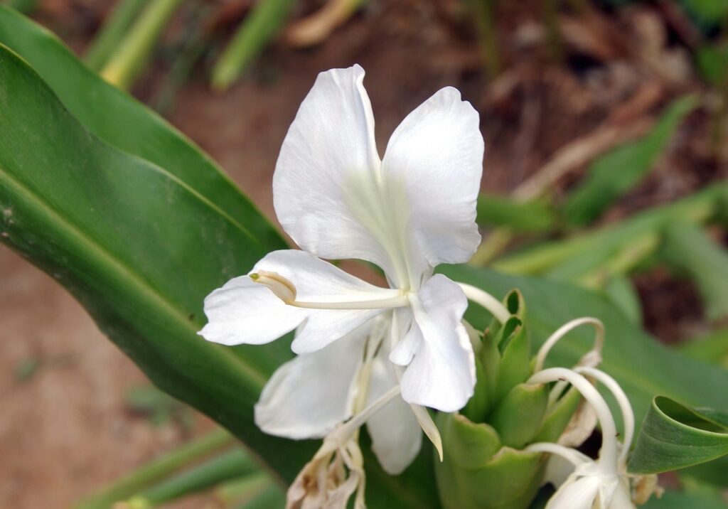 Ginger night scented plants