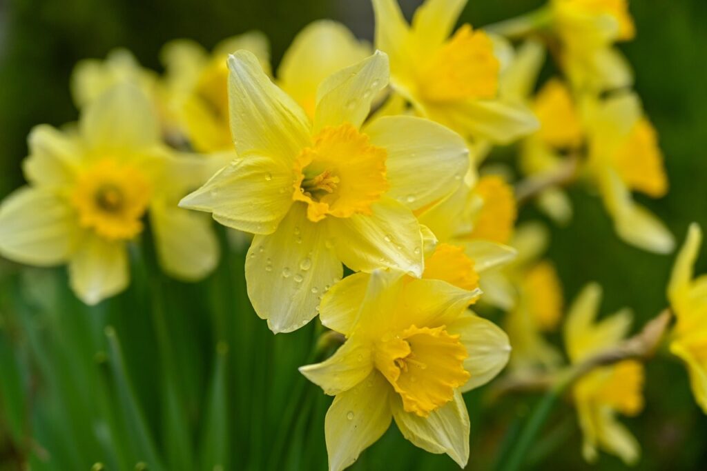 Bulbs to deter moles
