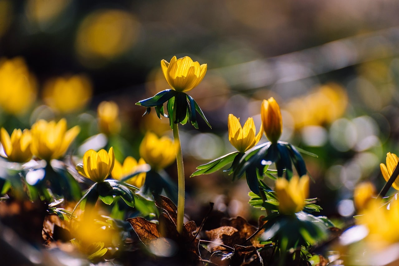 Eranthis hyemalis winter aconite flowering in early spring