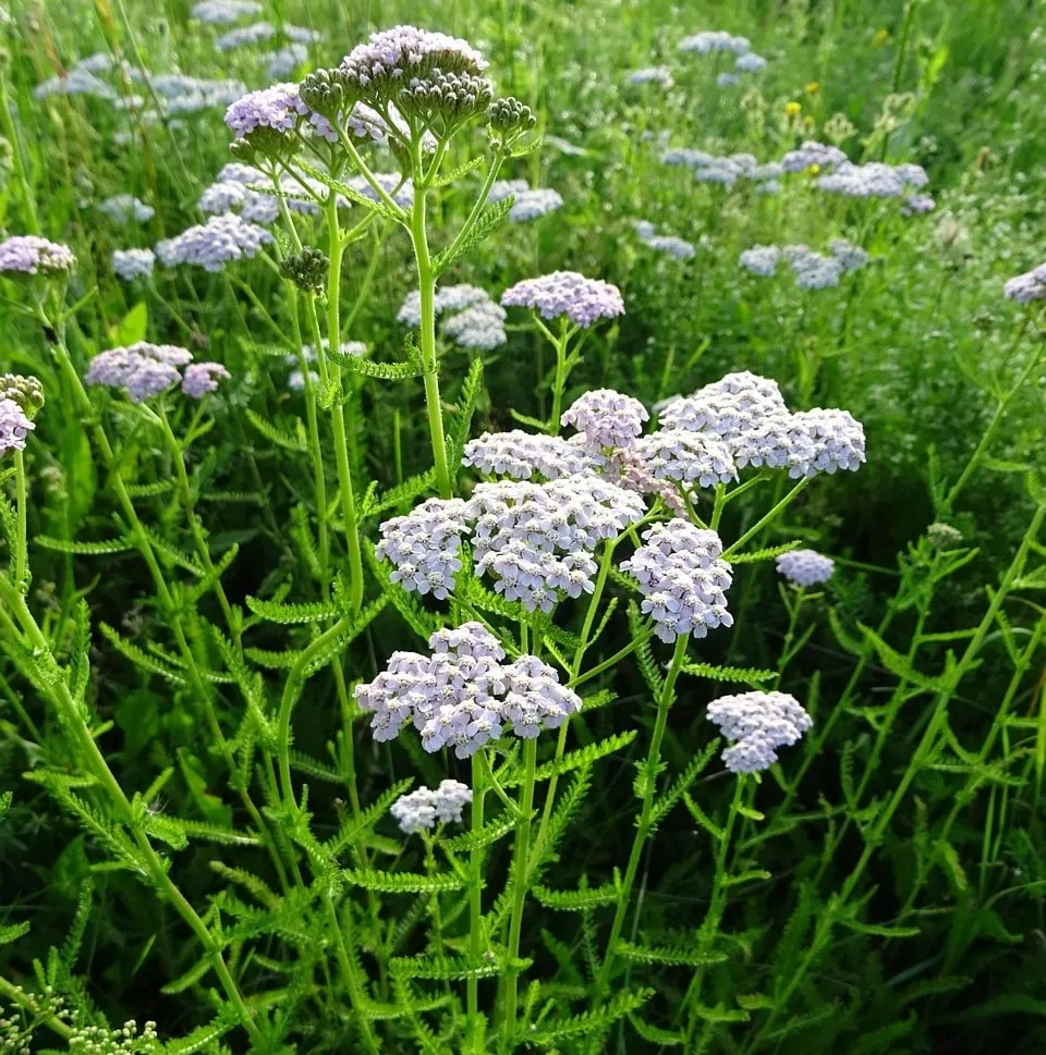 Lawn weeds and how to identify them