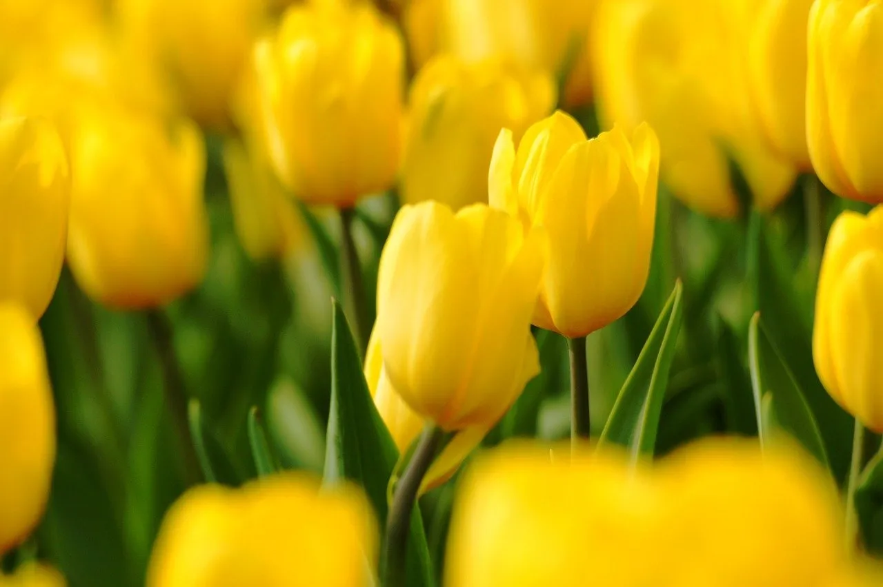 Strong gold tulips