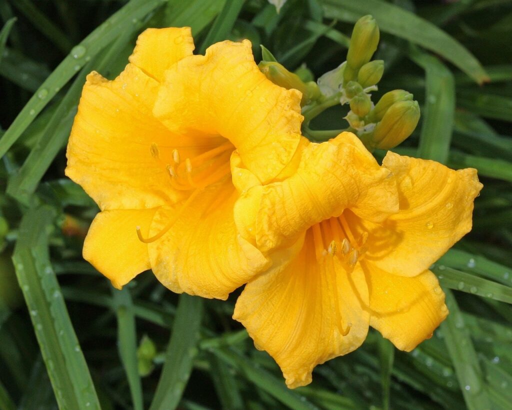 Yellow day lily