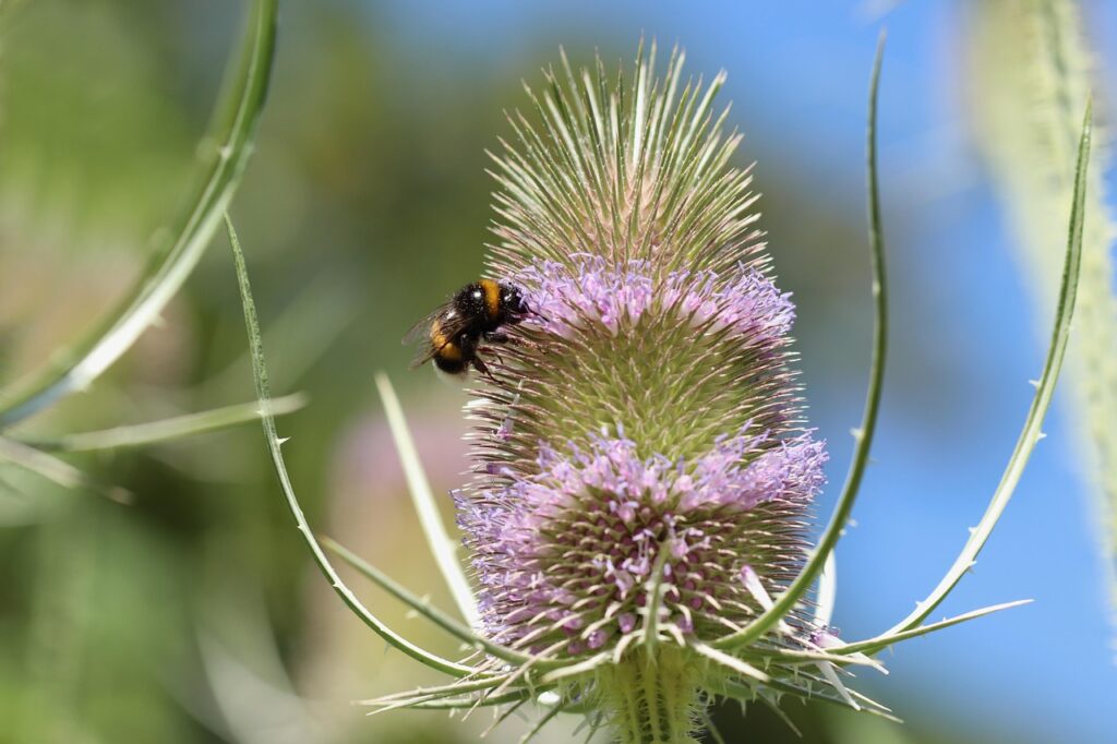 Teasel