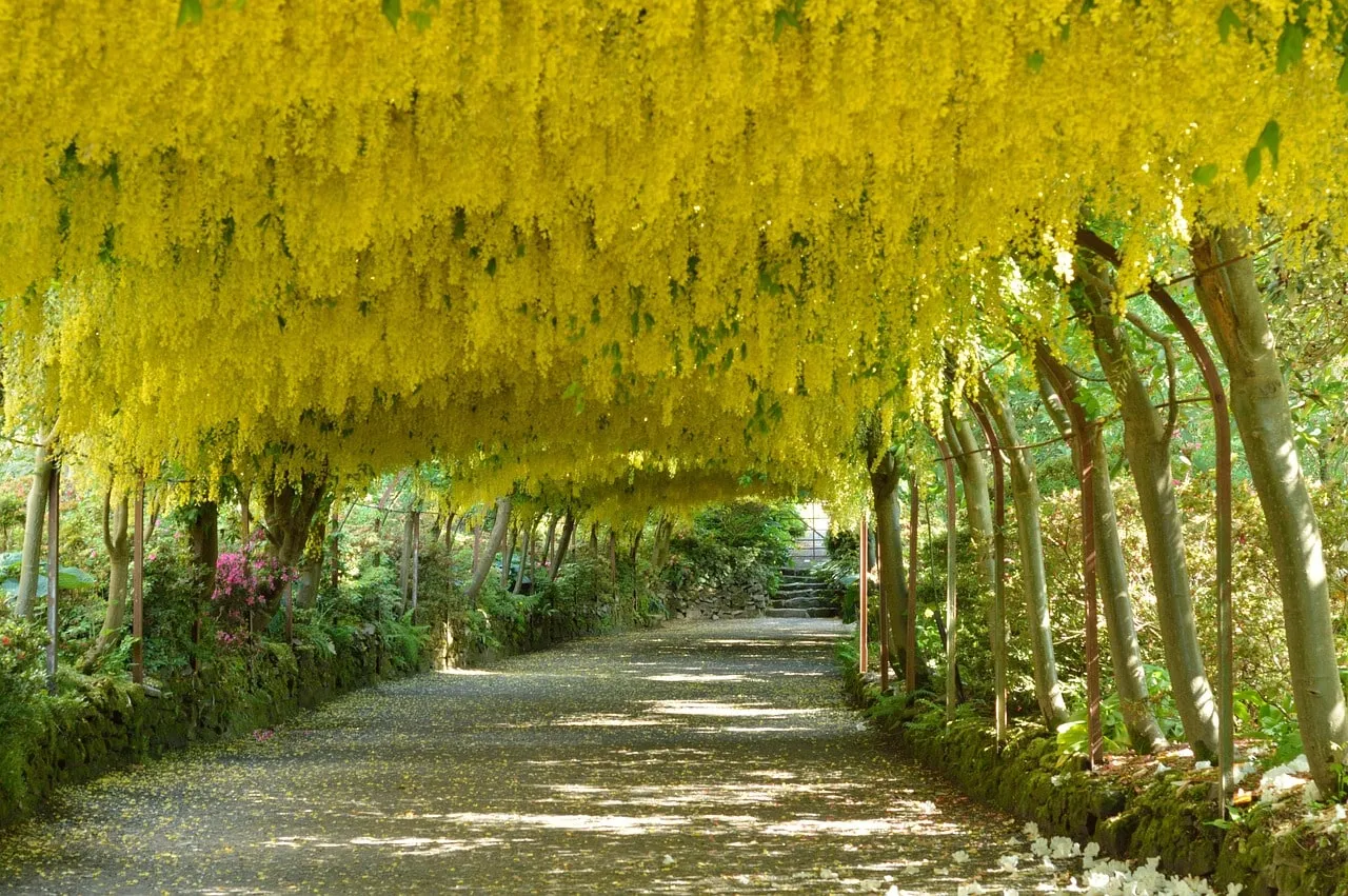 A laburnum arch with yellow flowers showing the dramatic impact of a flowering arch as a garden threshold