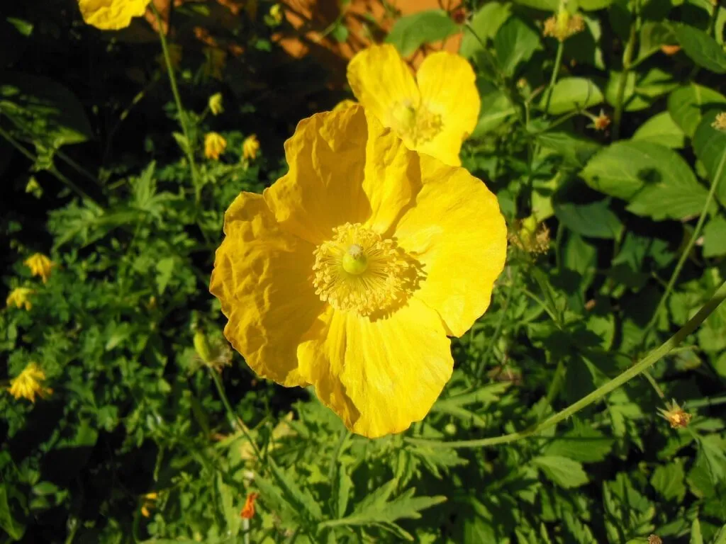 Welsh poppy