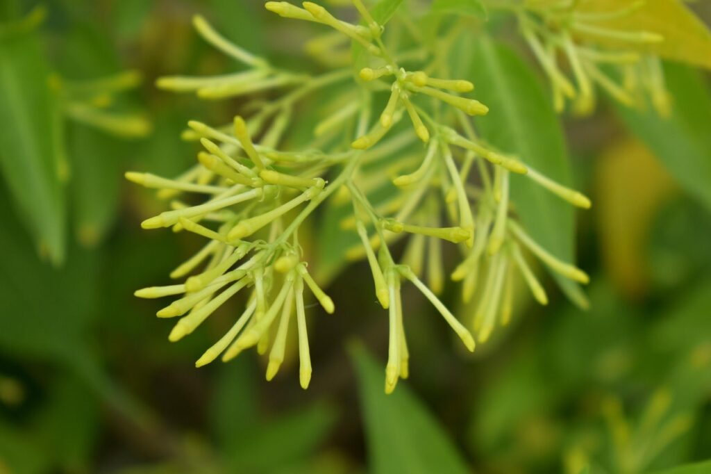 Cestrum night blooming jasmin