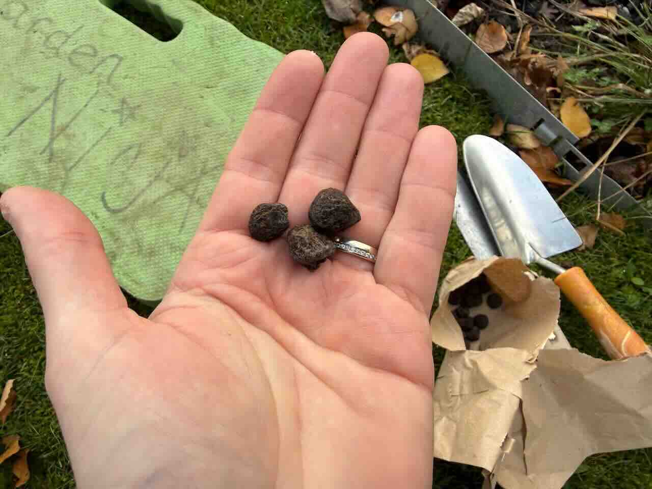 Small spring bulbs and corms ready for planting in a pot