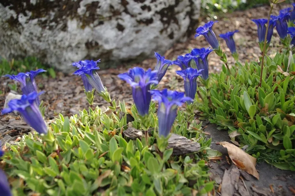 Blue trumpet flower