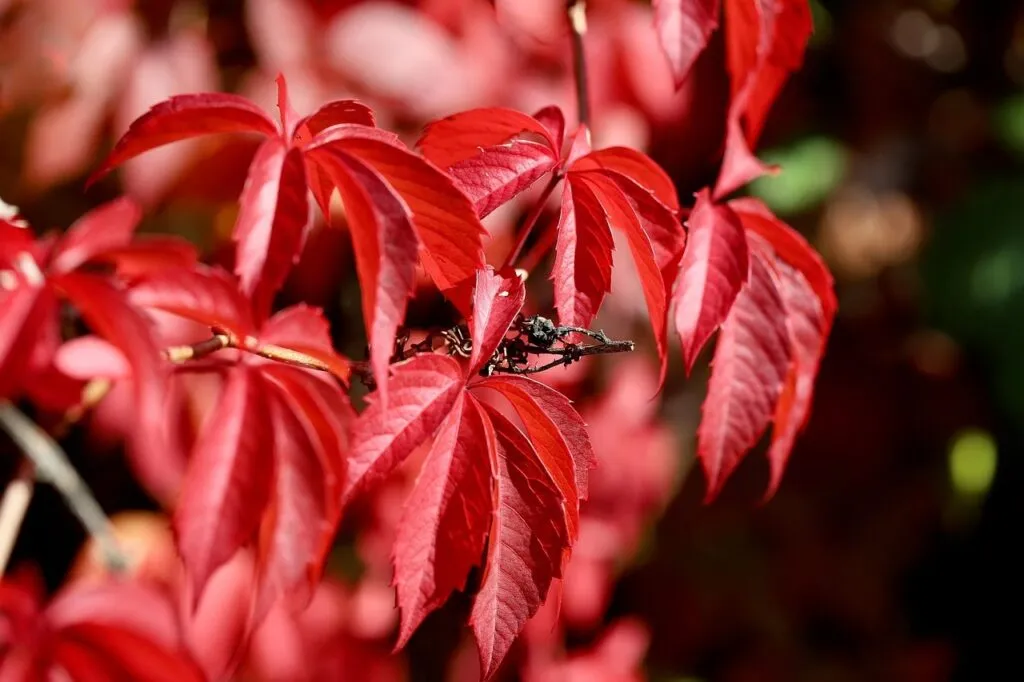 Red climbing plants