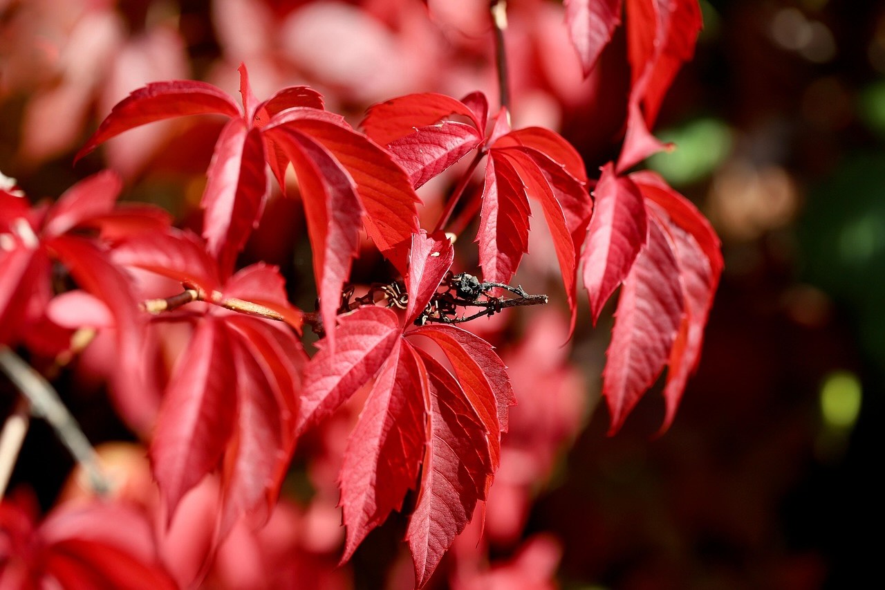 Virginia creeper with red autumn foliage on a wall