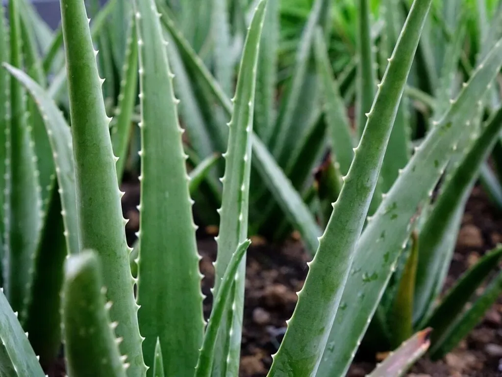 Beginner house plants aloe vera