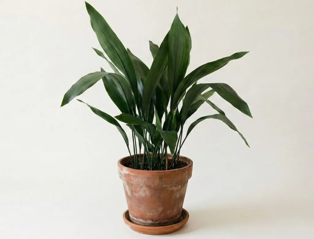 Bulletproof house plants cast iron