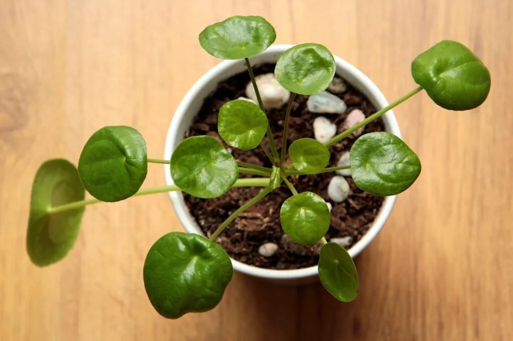 Pilea peperomioides Chinese money plant