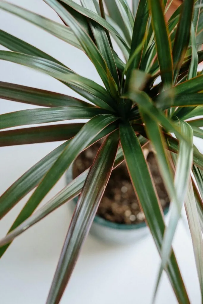 Dragon plant dracaena care guide