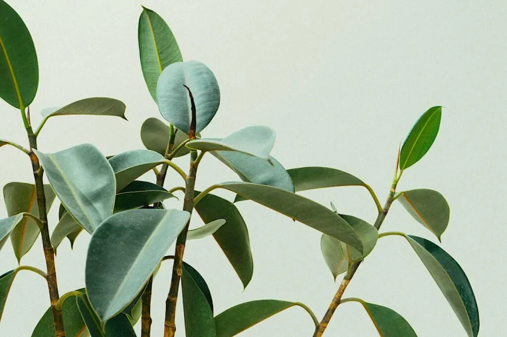 Rubber plant for beginners