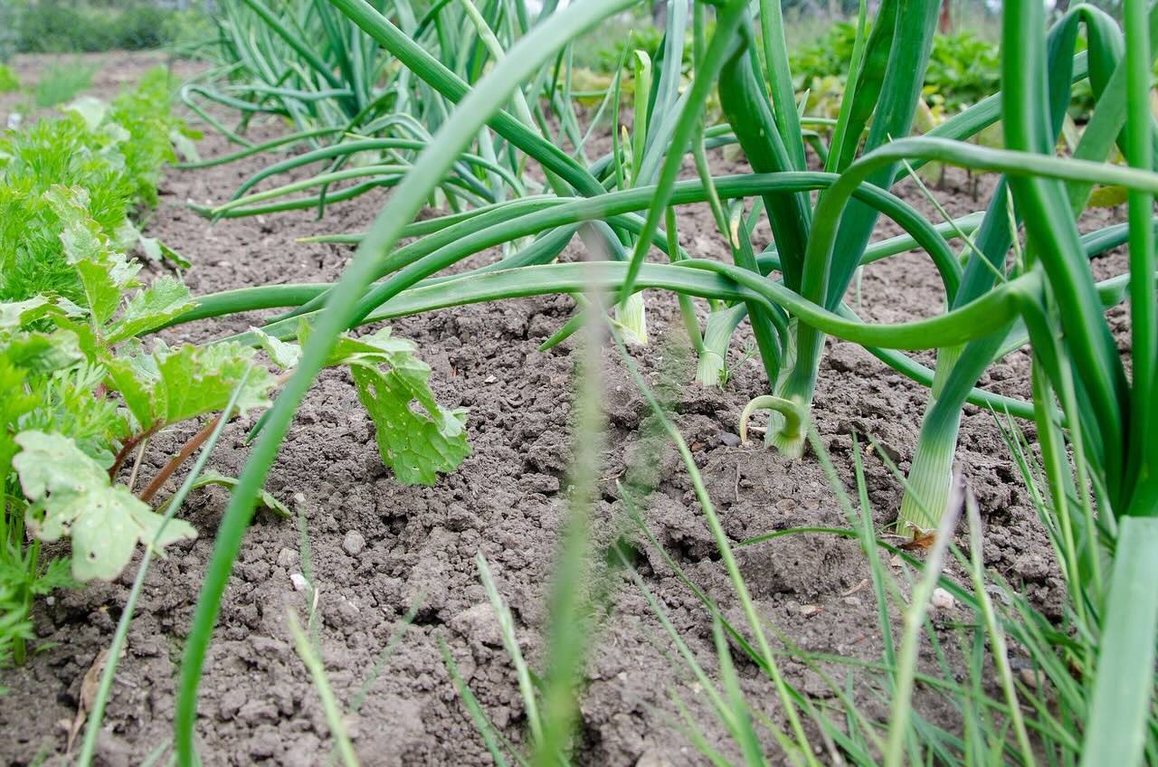 Leeks growing in rows in a vegetable bed