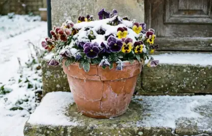 How to frost proof your containers