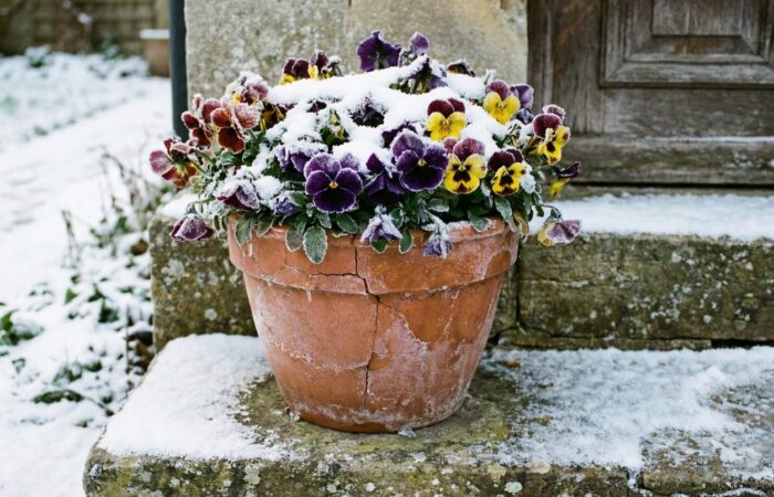 How to frost proof your containers
