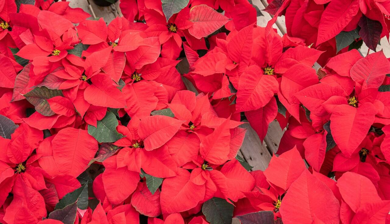How to care for poinsettias