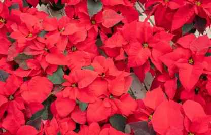 How to care for poinsettias