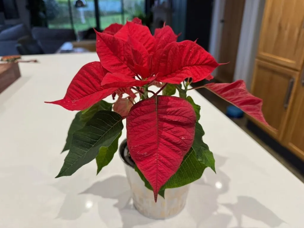 How much to water poinsettias