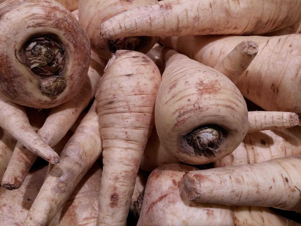 Freshly harvested parsnips with soil still on the roots