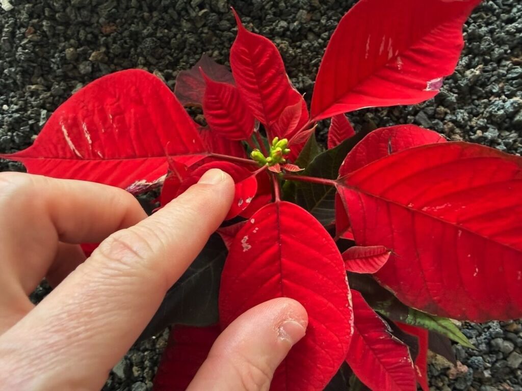 Bracts on poinsettia