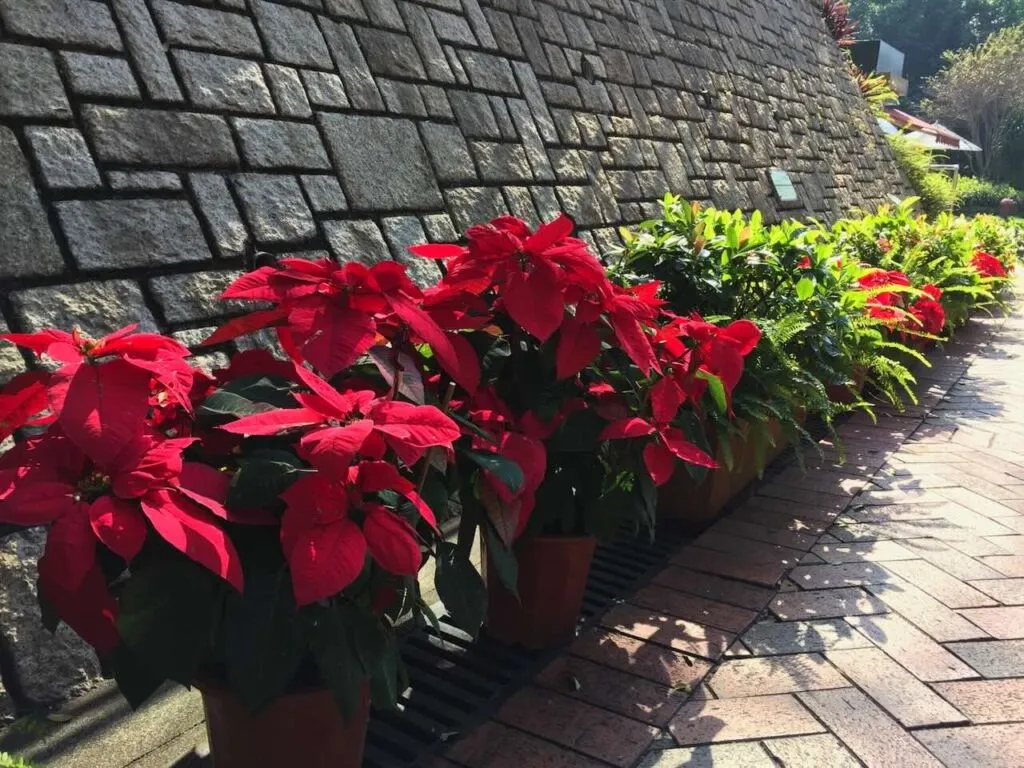How to care for poinsettias