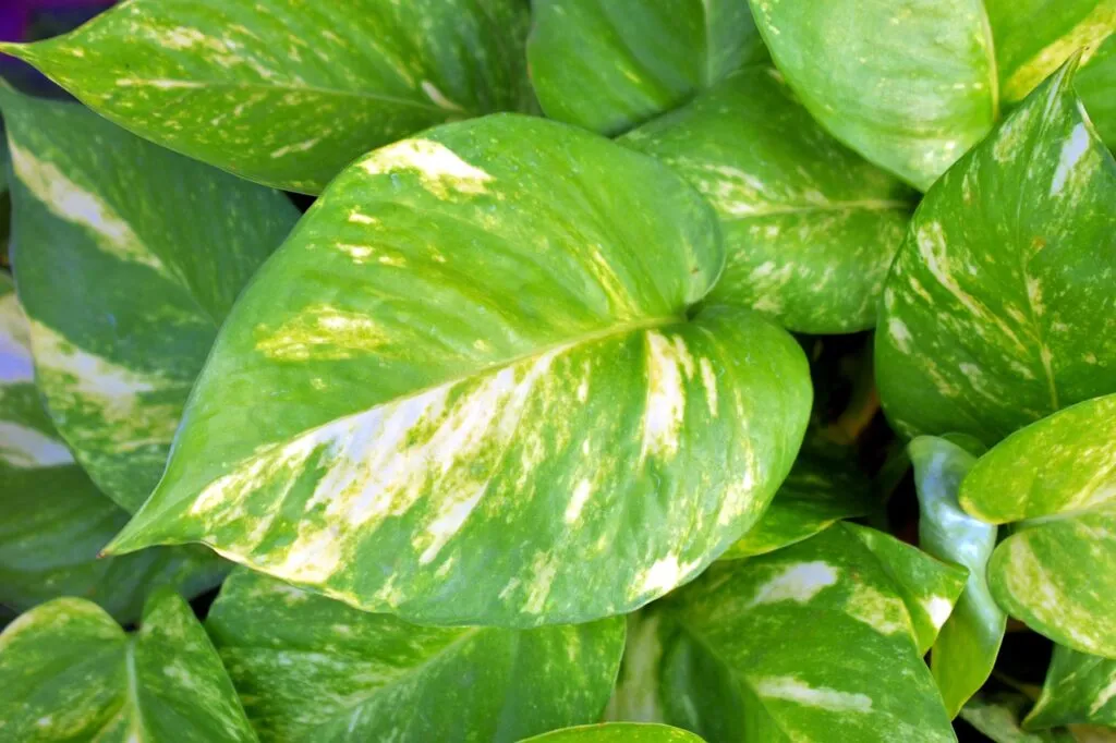 Devil's ivy pothos house plant