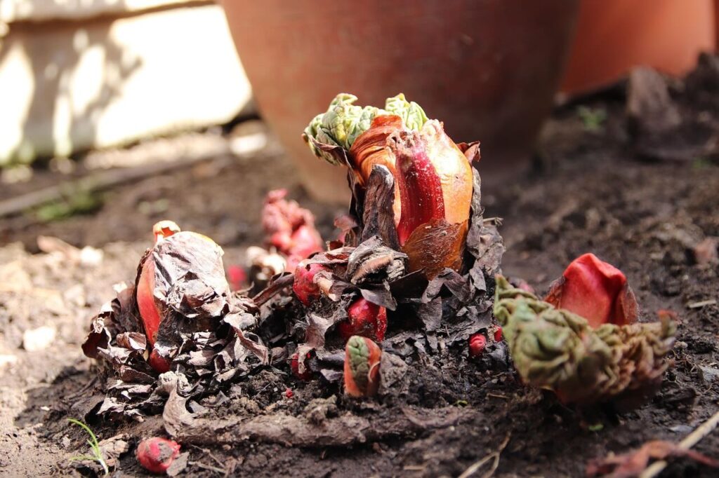 Crown of rhubarb