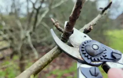 January pruning