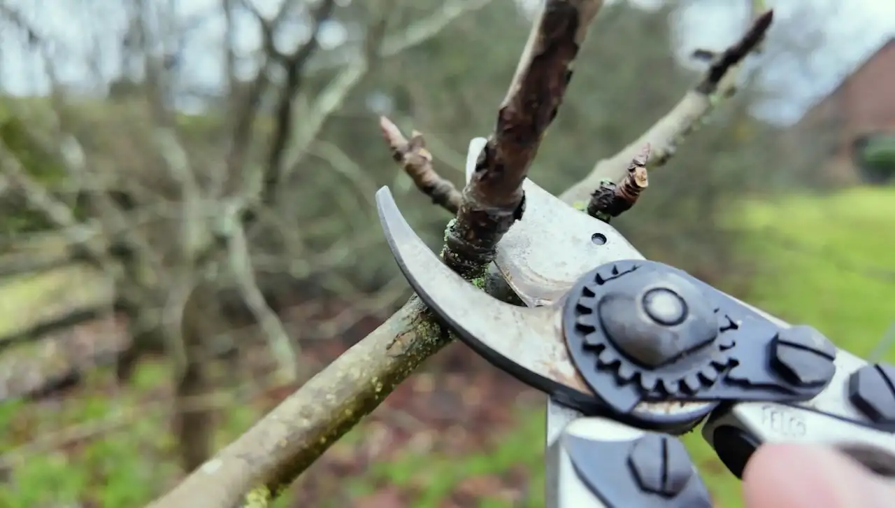 January pruning